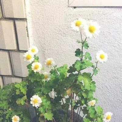 轩辕剑龙舞云山小米版官方版下载